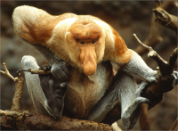 Proboscis_Monkey.jpg