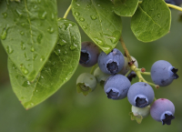 Blueberries_-_By_Karen_McMahon.jpg