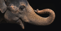 Elephant_Profile_DawnDingee.jpg