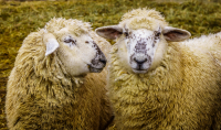 You_look_very_Sheepish_by_Bert_Schmitz.jpg