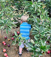 Among_The_Apple_Trees_A.jpg