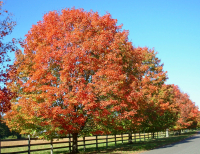 Fall__Trees.jpg