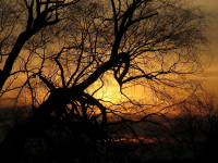 IMG_0165_Tree_Branches_at_Sunset.jpg