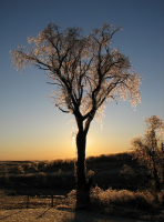 IMG_8085_Icy_Tree_at_Sunset.jpg