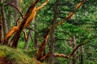 Pine_and_Madrona_Trees_by_Bert_Schmitz.jpg