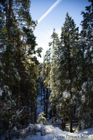 Yosemite_Trees_Dingee.jpg