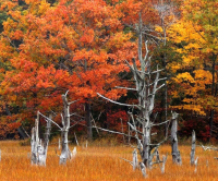 DSCN7815_Autumn_Marsh__JRossman.jpg