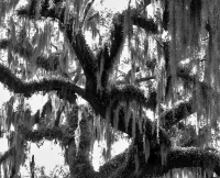 DSCN8595____Moss_Covered_Oak__J_Rossman.jpg