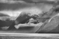 Gull_in_fjord_-_IUan_Peters.jpg