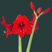 Amaryllis_-_By_Karen_McMahon.jpg