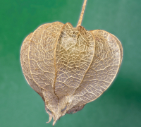 Chinese_Lantern_Flower_-_By_Karen_McMahon.jpg