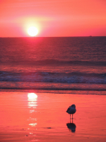 DSCN9759_Gull_at_Sunrise__J_Rossman.JPG