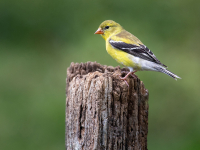 Goldfinch-BWilcox.jpg