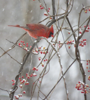 IMG_0009_Cardinal_on_Winter_Bittersweet_J_Rossman.JPG