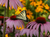 Butterfly_in_garden.JPG