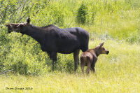 Moose_in_Grand_Teton_National_Park_DawnDingee.jpg