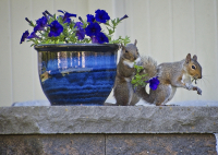 Squirrel_Brings_Flowers_6_17_2021_A.jpg