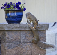 Squirrel__Hangs_On_For_More_6_17_2021_A.jpg