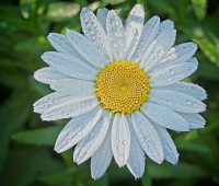 Wet_Daisy_-_By_Karen_McMahon.jpg