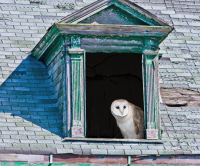 Barn_Owl_-_By_Karen_McMahon.jpg