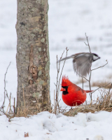 Cardinal-unfazed.jpg