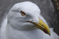 01_Gull_on_nest_6_x_4_300_dpi_0293.jpg