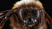 Bee_Up_Close_-_By_Karen_McMahon_1.jpg