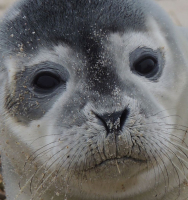 DSCN9594_Sad_Seal_Eyes.jpg