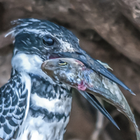 Pied_Kingfisher_s_eyes_definitely_too_big_______21_-_Ian_Peters.jpg