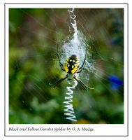 Black_and_White_Garden_Spider.jpg
