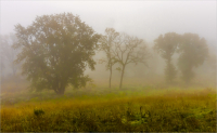 Morning_Fog_by_Bert_Schmitz.jpg