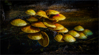 Mushrooms_on_a_log_by_Bert_Schmitz.jpg