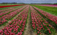 Dutch_Tulip_Fields_by_Bert_Schmitz_2.jpg