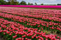 Dutch_Tulip_Fields_by_Bert_Schmitz_3.jpg