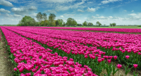 Dutch_Tulip_Fields_by_Bert_Schmitz_4.jpg