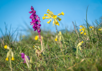 Ian_Peters_-_Early_Purple_Orchid_and_Cowslip-3888.jpg