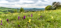 Ian_Peters_-_Orchids_and_Cowslips_with_Doverow_and_The_Severn_beyond-4875.jpg