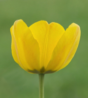 Yellow_Tulip_-_By_Karen_McMahon.jpg