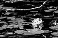 Hoeller_Cazenovia_water_lily.jpg