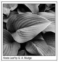 Hosta_Leaf_-2.jpg