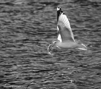 Seagull_with_Fish_dawn_dingee.jpg