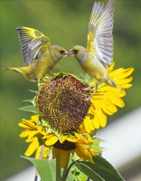 Sharing_Breakfast_-_By_Karen_McMahon.jpg