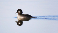 Bufflehead_On_the_Go_DawnDingee.jpg