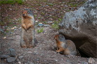 Ground_squirrels_by_Bert_Schmitz.jpg