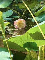 Lotus_Sutra-Reflection_PamelaPeeters.jpg