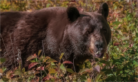 Snacking_Bear_by_Bert_Schmitz.jpg