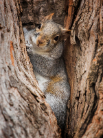 Squirrel_in_Hiding_DDingee.jpg