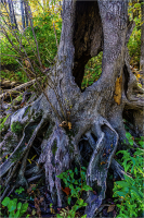 Tree_Sculpture_by_Bert_Schmitz.jpg