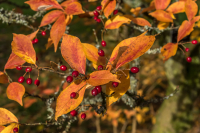 Berries_and_Leaves__-_Ian_Peters-280.jpg