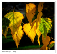Birch_Leaves.jpg